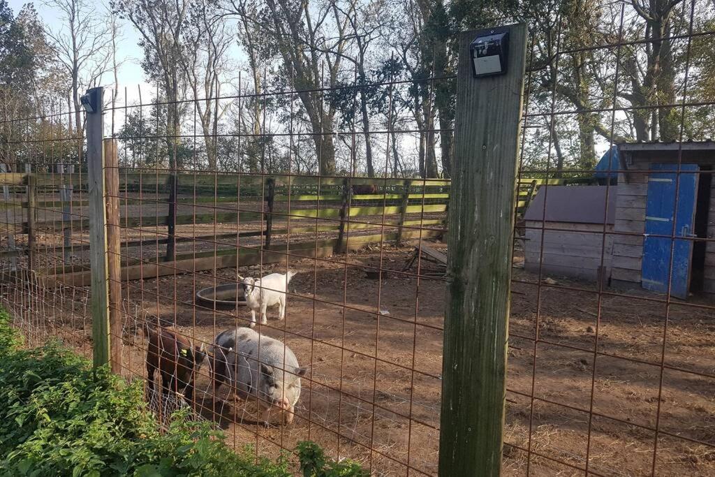B&B Hoeve Dijkstal Logeren Op De Boerderij 荷属圣马丁 外观 照片