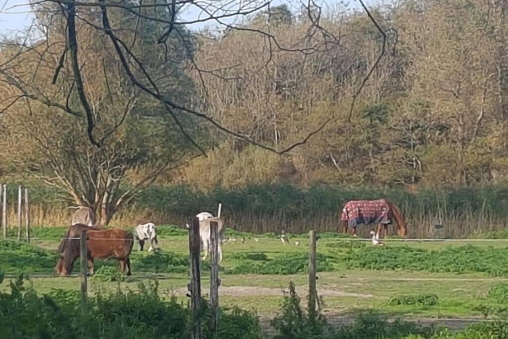 B&B Hoeve Dijkstal Logeren Op De Boerderij 荷属圣马丁 外观 照片